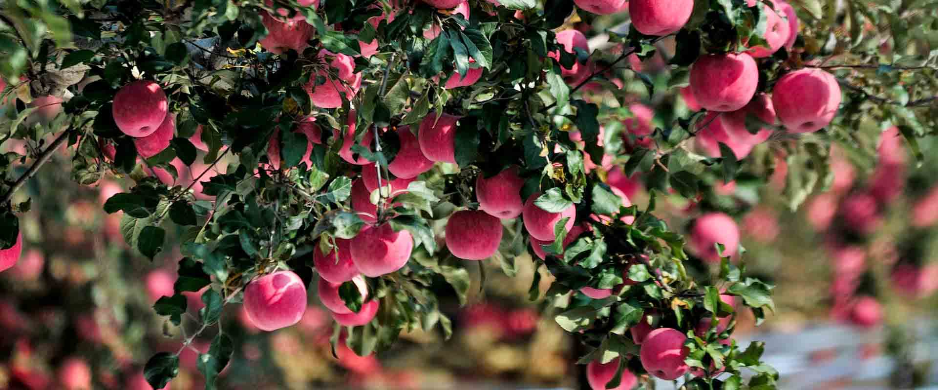 高標(biāo)準(zhǔn)農(nóng)田觀(guān)測(cè)場(chǎng)建設(shè)方案